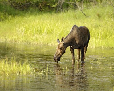 Moose, Cow-070409-Chena Hot Springs Road, Alaska-#0846.jpg