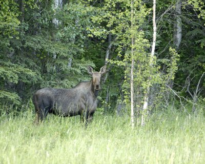 Moose, Young Bull-070309-Wasilla, AK-#0561.jpg
