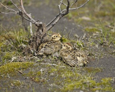 Ptarmigan, Willow, Chick, 2-070109-Savage River, Denali National Park, AK-#0609.jpg