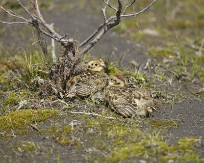 Ptarmigan, Willow, Chick, 2-070109-Savage River, Denali National Park, AK-#0616.jpg