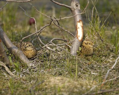 Ptarmigan, Willow, Chick, 2-070409-Savage River, Denali National Park, AK-#0106.jpg