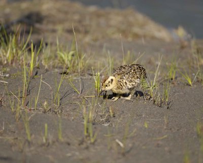 Ptarmigan, Willow, Chick-070109-Savage River, Denali National Park, AK-#0132.jpg