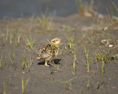 Ptarmigan, Willow, Chick-070109-Savage River, Denali National Park, AK-#0144.jpg