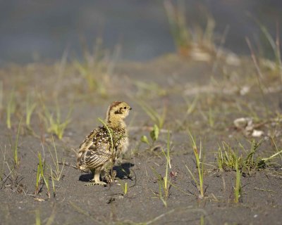 Ptarmigan, Willow, Chick-070109-Savage River, Denali National Park, AK-#0146.jpg