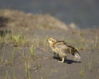 Ptarmigan, Willow, Chick-070109-Savage River, Denali National Park, AK-#0150.jpg