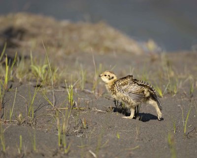 Ptarmigan, Willow, Chick-070109-Savage River, Denali National Park, AK-#0153.jpg