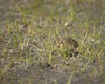 Ptarmigan, Willow, Chick-070109-Savage River, Denali National Park, AK-#0166.jpg