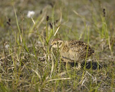 Ptarmigan, Willow, Chick-070109-Savage River, Denali National Park, AK-#0170.jpg