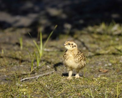 Ptarmigan, Willow, Chick-070109-Savage River, Denali National Park, AK-#0188.jpg