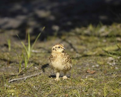 Ptarmigan, Willow, Chick-070109-Savage River, Denali National Park, AK-#0200.jpg