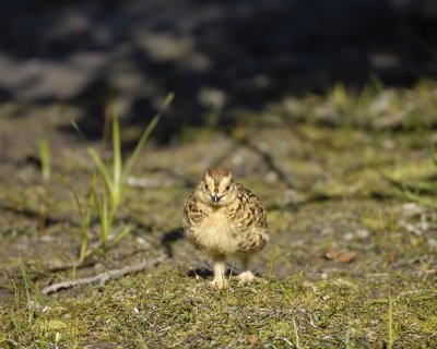 Ptarmigan, Willow, Chick-070109-Savage River, Denali National Park, AK-#0202.jpg