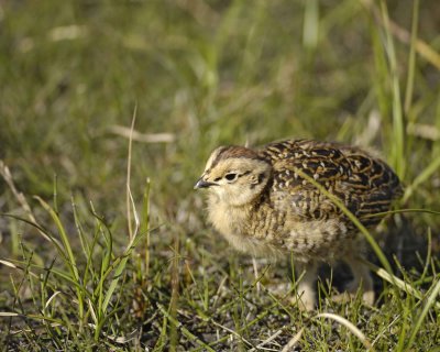 Ptarmigan, Willow, Chick-070109-Savage River, Denali National Park, AK-#0205.jpg