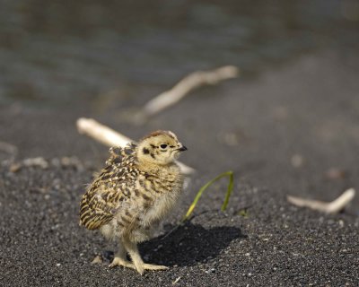 Ptarmigan, Willow, Chick-070109-Savage River, Denali National Park, AK-#0270.jpg