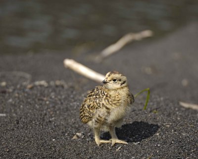 Ptarmigan, Willow, Chick-070109-Savage River, Denali National Park, AK-#0282.jpg