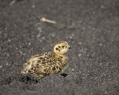 Ptarmigan, Willow, Chick-070109-Savage River, Denali National Park, AK-#0287.jpg