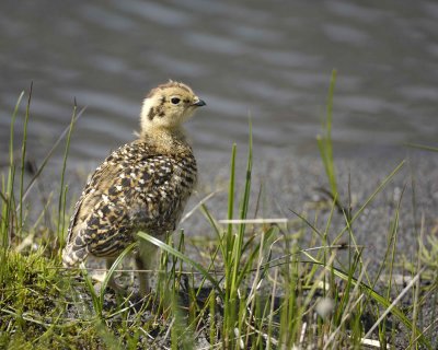 Ptarmigan, Willow, Chick-070109-Savage River, Denali National Park, AK-#0332.jpg