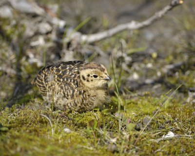 Ptarmigan, Willow, Chick-070109-Savage River, Denali National Park, AK-#0355.jpg