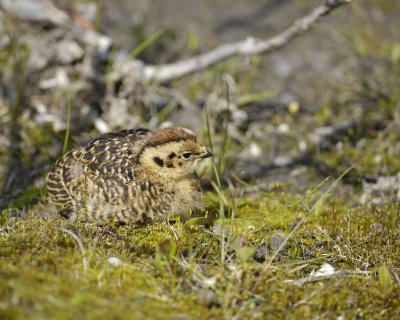 Ptarmigan, Willow, Chick-070109-Savage River, Denali National Park, AK-#0360.jpg