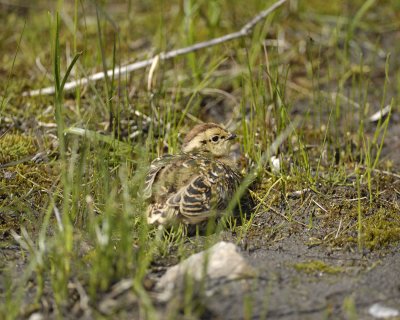 Ptarmigan, Willow, Chick-070109-Savage River, Denali National Park, AK-#0365.jpg