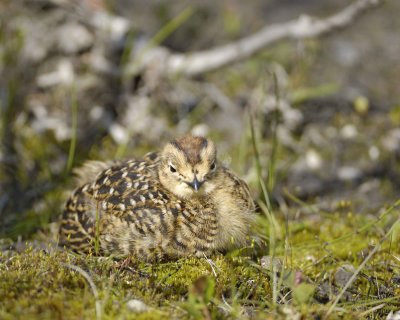 Ptarmigan, Willow, Chick-070109-Savage River, Denali National Park, AK-#0368.jpg