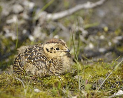 Ptarmigan, Willow, Chick-070109-Savage River, Denali National Park, AK-#0369.jpg