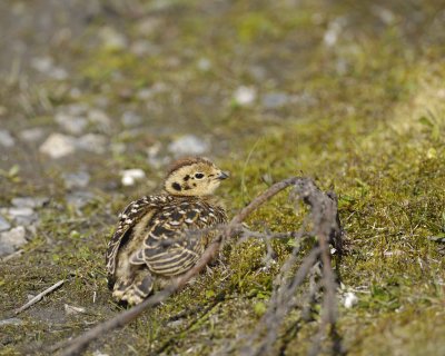 Ptarmigan, Willow, Chick-070109-Savage River, Denali National Park, AK-#0383.jpg