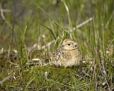 Ptarmigan, Willow, Chick-070109-Savage River, Denali National Park, AK-#0404.jpg
