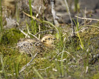 Ptarmigan, Willow, Chick-070109-Savage River, Denali National Park, AK-#0416.jpg