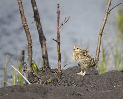 Ptarmigan, Willow, Chick-070109-Savage River, Denali National Park, AK-#0434.jpg