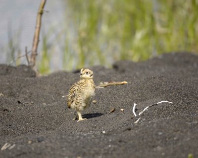 Ptarmigan, Willow, Chick-070109-Savage River, Denali National Park, AK-#0437.jpg