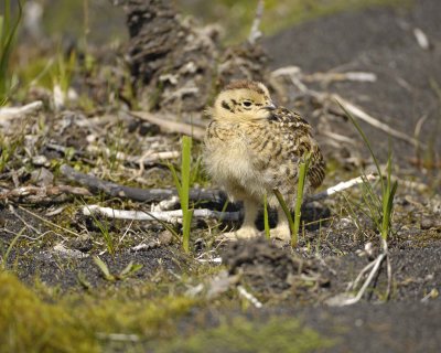 Ptarmigan, Willow, Chick-070109-Savage River, Denali National Park, AK-#0441.jpg