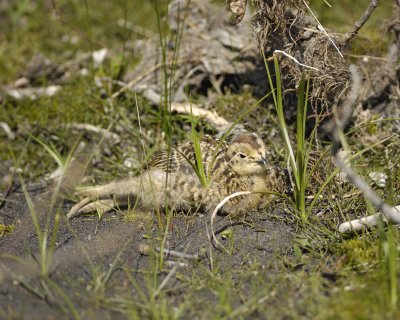 Ptarmigan, Willow, Chick-070109-Savage River, Denali National Park, AK-#0448.jpg