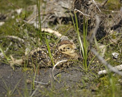 Ptarmigan, Willow, Chick-070109-Savage River, Denali National Park, AK-#0462.jpg