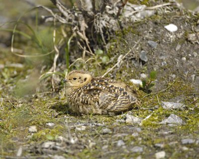 Ptarmigan, Willow, Chick-070109-Savage River, Denali National Park, AK-#0630.jpg