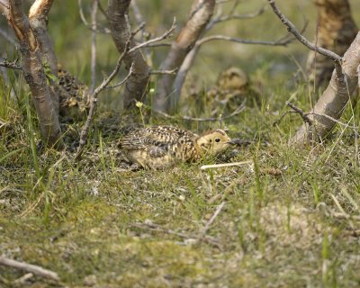 Ptarmigan, Willow, Chick-070409-Savage River, Denali National Park, AK-#0064.jpg