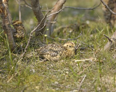 Ptarmigan, Willow, Chick-070409-Savage River, Denali National Park, AK-#0071.jpg