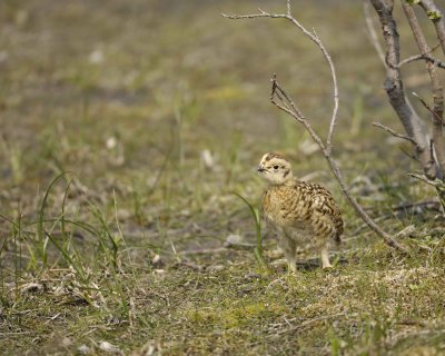 Ptarmigan, Willow, Chick-070409-Savage River, Denali National Park, AK-#0076.jpg