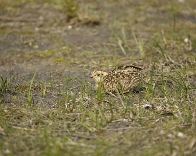 Ptarmigan, Willow, Chick-070409-Savage River, Denali National Park, AK-#0095.jpg