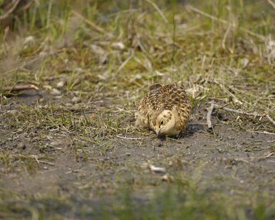 Ptarmigan, Willow, Chick-070409-Savage River, Denali National Park, AK-#0107.jpg