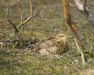 Ptarmigan, Willow, Chick-070409-Savage River, Denali National Park, AK-#0118.jpg