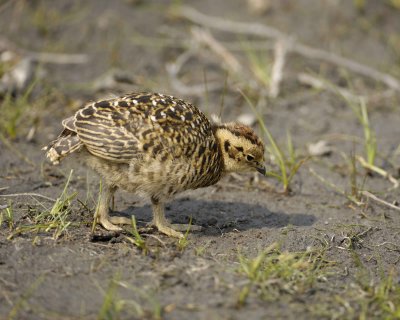 Ptarmigan, Willow, Chick-070409-Savage River, Denali National Park, AK-#0128.jpg