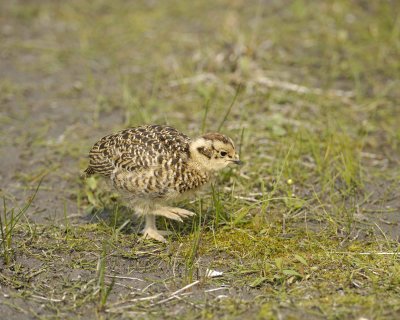Ptarmigan, Willow, Chick-070409-Savage River, Denali National Park, AK-#0199.jpg