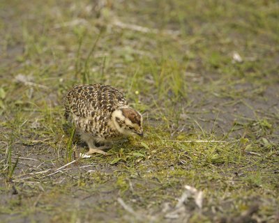 Ptarmigan, Willow, Chick-070409-Savage River, Denali National Park, AK-#0206.jpg