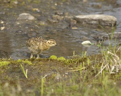 Ptarmigan, Willow, Chick-070409-Savage River, Denali National Park, AK-#0270.jpg