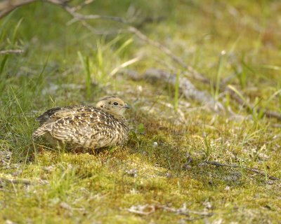 Ptarmigan, Willow, Chick-070409-Savage River, Denali National Park, AK-#0363.jpg