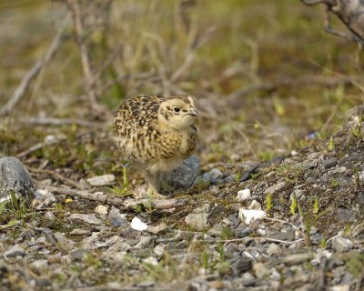 Ptarmigan, Willow, Chick-070409-Savage River, Denali National Park, AK-#0383.jpg