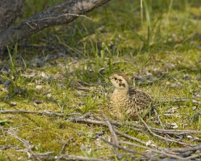Ptarmigan, Willow, Chick-070409-Savage River, Denali National Park, AK-#0416.jpg