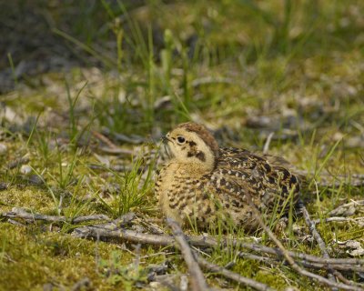 Ptarmigan, Willow, Chick-070409-Savage River, Denali National Park, AK-#0430.jpg
