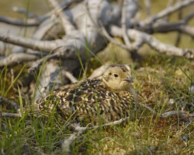 Ptarmigan, Willow, Chick-070409-Savage River, Denali National Park, AK-#0449.jpg