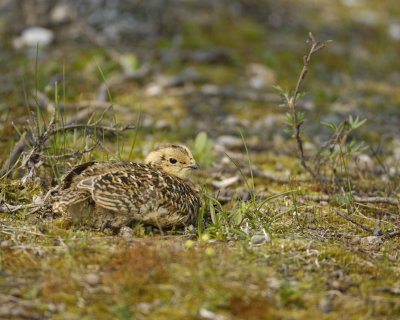 Ptarmigan, Willow, Chick-070409-Savage River, Denali National Park, AK-#0598.jpg